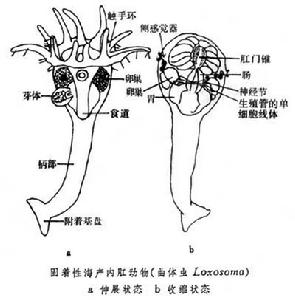 內肛動物門