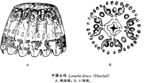 平罩水母