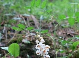 鹿蹄草屬