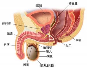 精道異常性不育