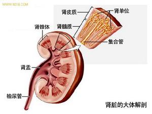 急進型腎炎