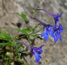 木里翠雀花