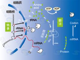 基因表達調控[即從DNA到蛋白質的過程調節]