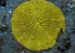 幣蕈珊瑚