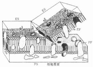 模式圖