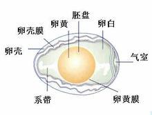 雞蛋