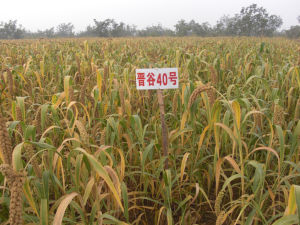 汾州香晉谷40號種植基地