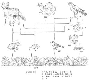 寄生食物鏈