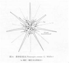 線描圖:圓脊肋盾蟲