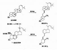 脂溶性維生素