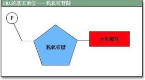 DNA的基本單位 脫氧核苷酸