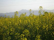 喬戈里峰動植物