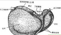 肝功能衰竭