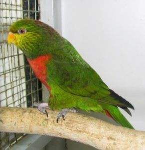 翠綠吸蜜鸚鵡巴布亞亞種