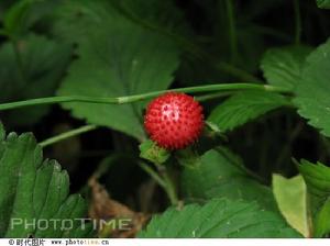 野草莓