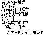 五觸手期幼體