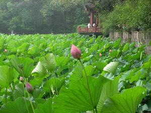 房湖公園