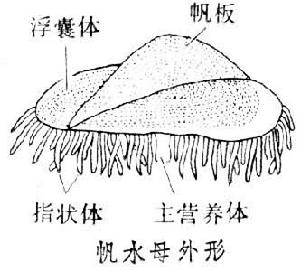 返束視像管攝像機