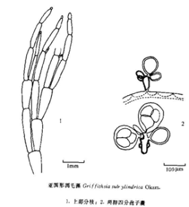 亞圓形凋毛藻