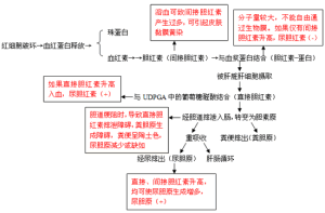 間接膽紅素的產生