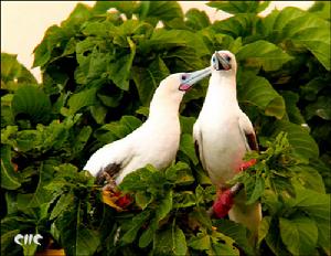 （圖）紅腳鰹鳥