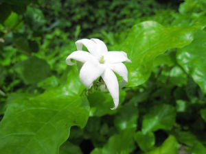 Jasminum sambac