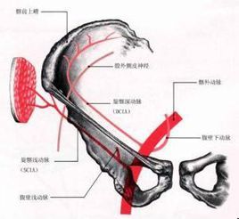 皮瓣移植