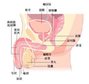 睪丸腫瘤