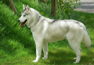 Siberian Husky