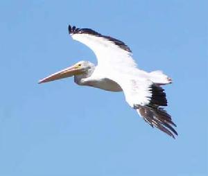 （圖）美洲白鵜鶘