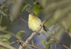 米州姬霸鶲