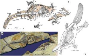 Castorocauda lutrasimilis