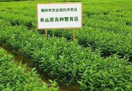 潮州鳳凰茶