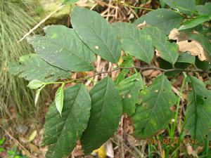 植物薯莨及塊莖(圖1）