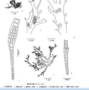 匍匐頂枝藻