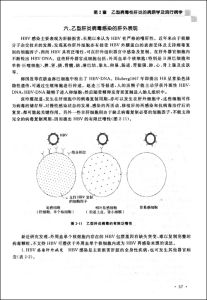 《乙型病毒性肝炎》