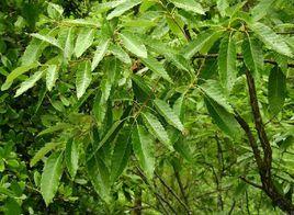 麻櫟[山毛櫸目殼斗科植物]