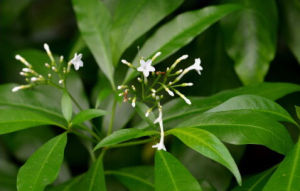 台灣蘿芙木