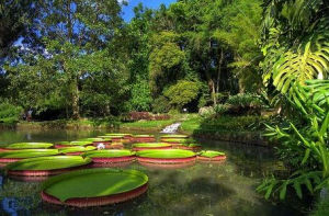 里約熱內盧植物園