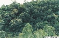 熱帶常綠闊葉林