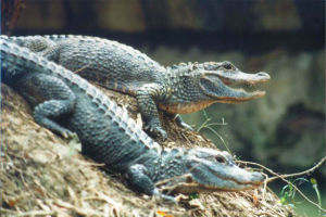 Chinese alligator