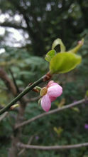 梅林公園的梅花