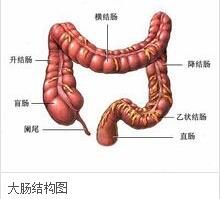 大腸結構
