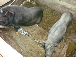 阿加王底自然村-生豬養殖