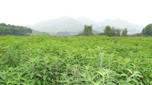 連州溪黃草種植基地