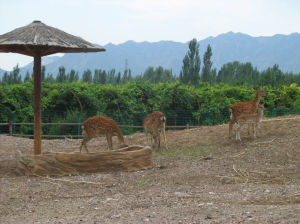 大青山野生動物園 