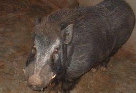 boar