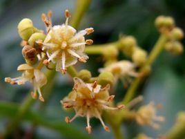 龍眼花[無患子目無患子科植物]