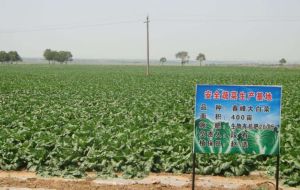 安全蔬菜生產基地