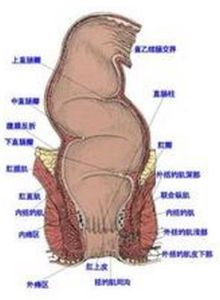 內痔脫出